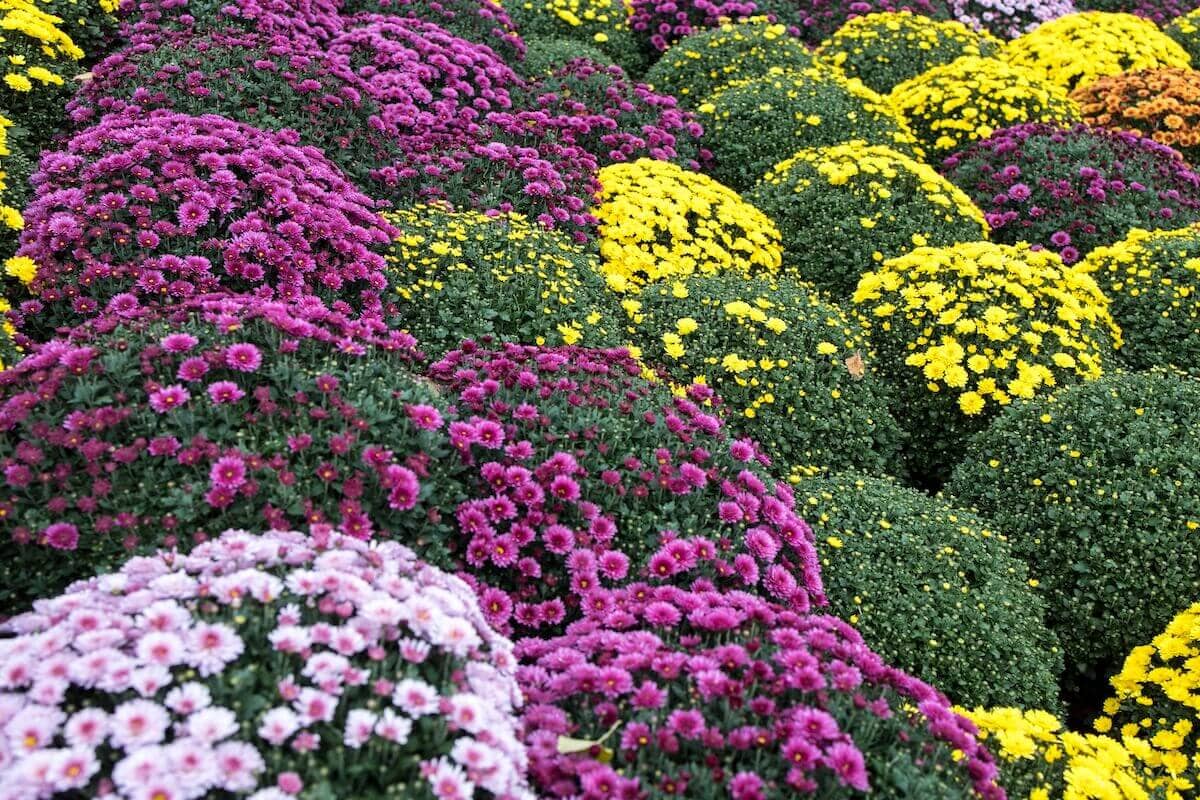 Chrysanthemum in flower