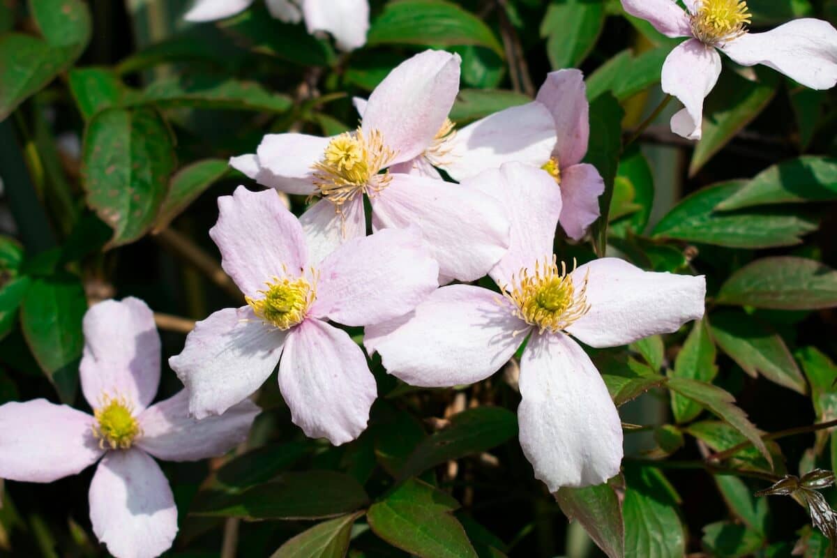 Clematis montana Rubens Flowers