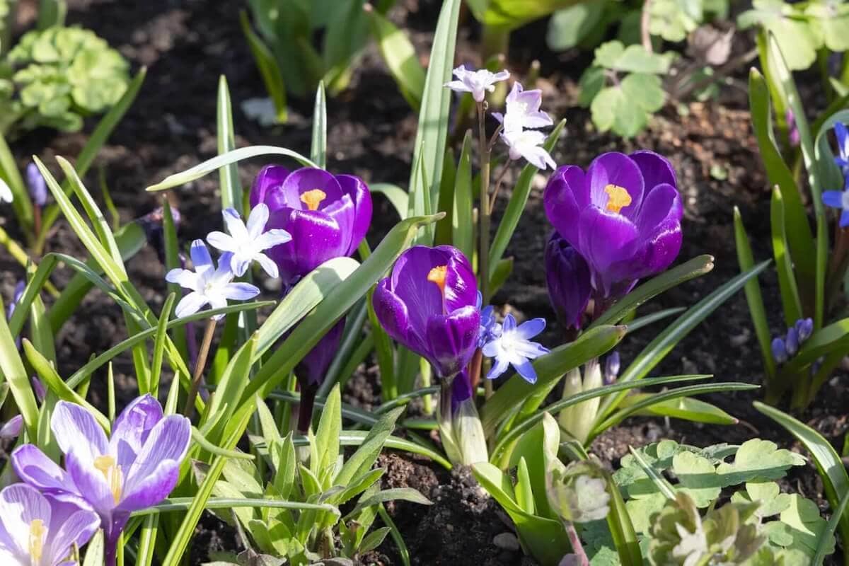 Crocus in Flower
