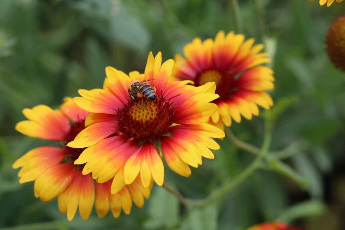Gaillardia Blanket Flower with Bee