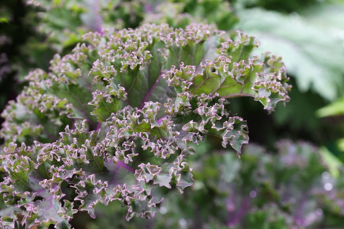 Green Kale Leaves