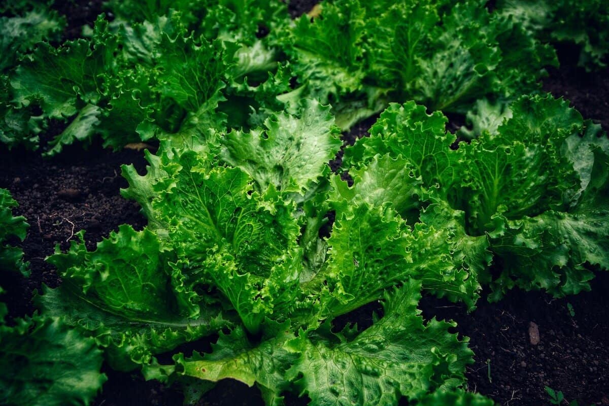 Lettuce