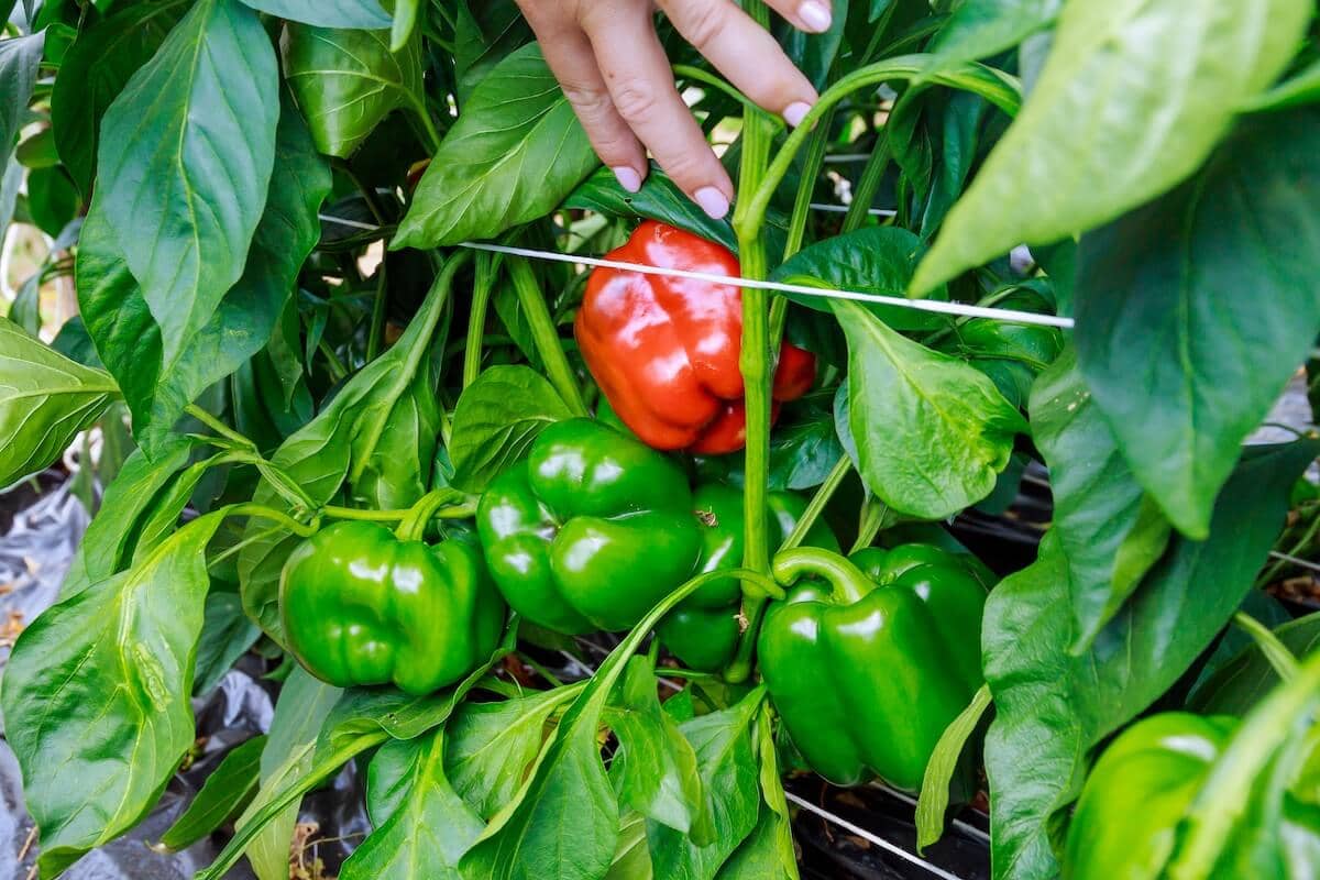 Peppers on the Plant