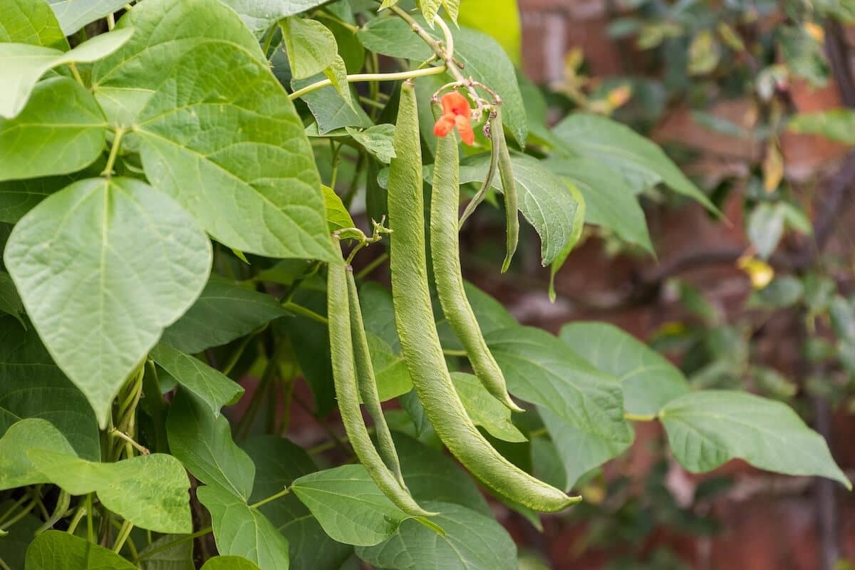 Runner Beans on the Plant