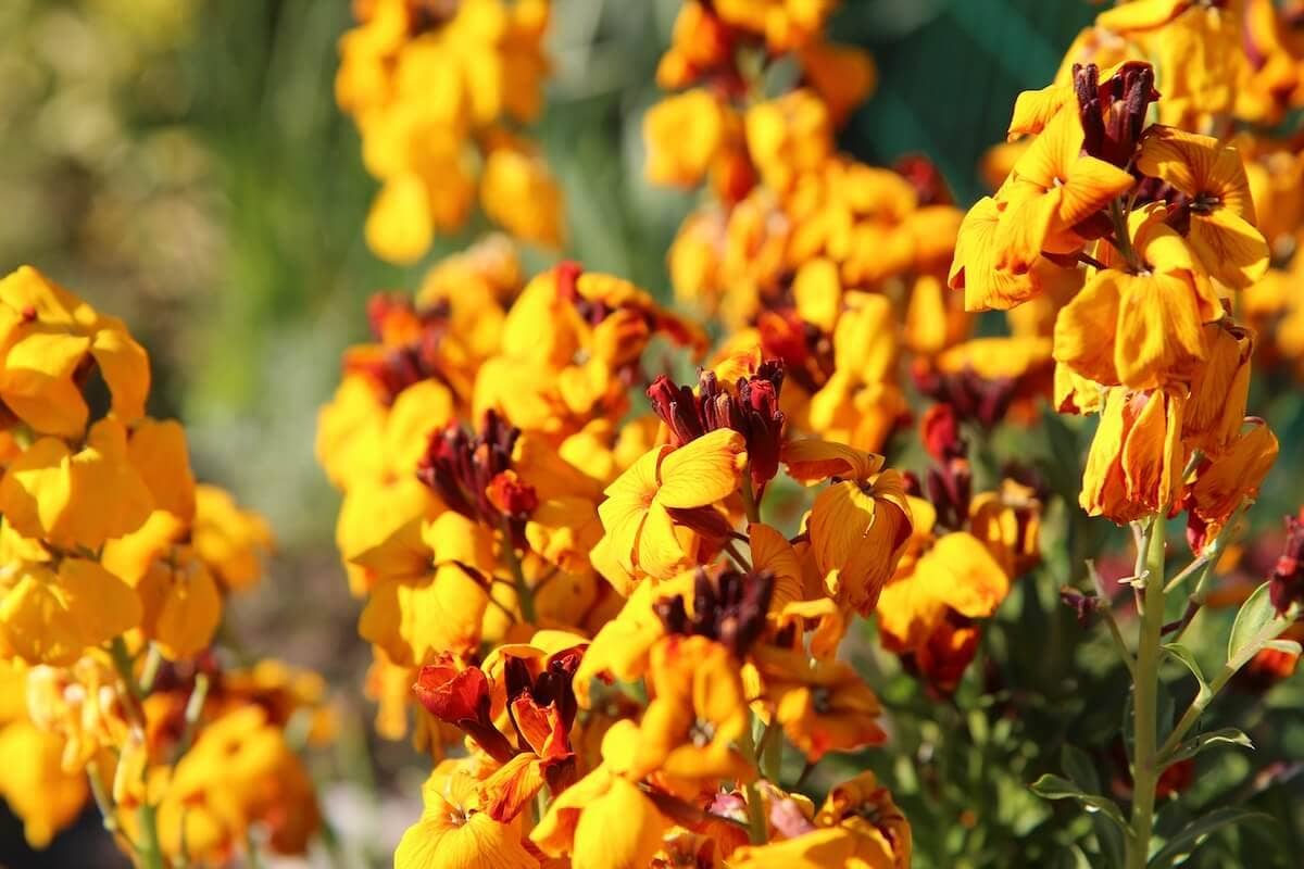 Wallflower