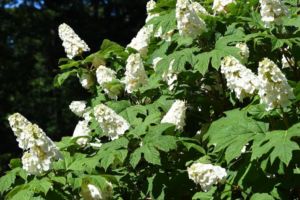 Hydrangea Quercifolia - Oak-Leaved Hydrangea