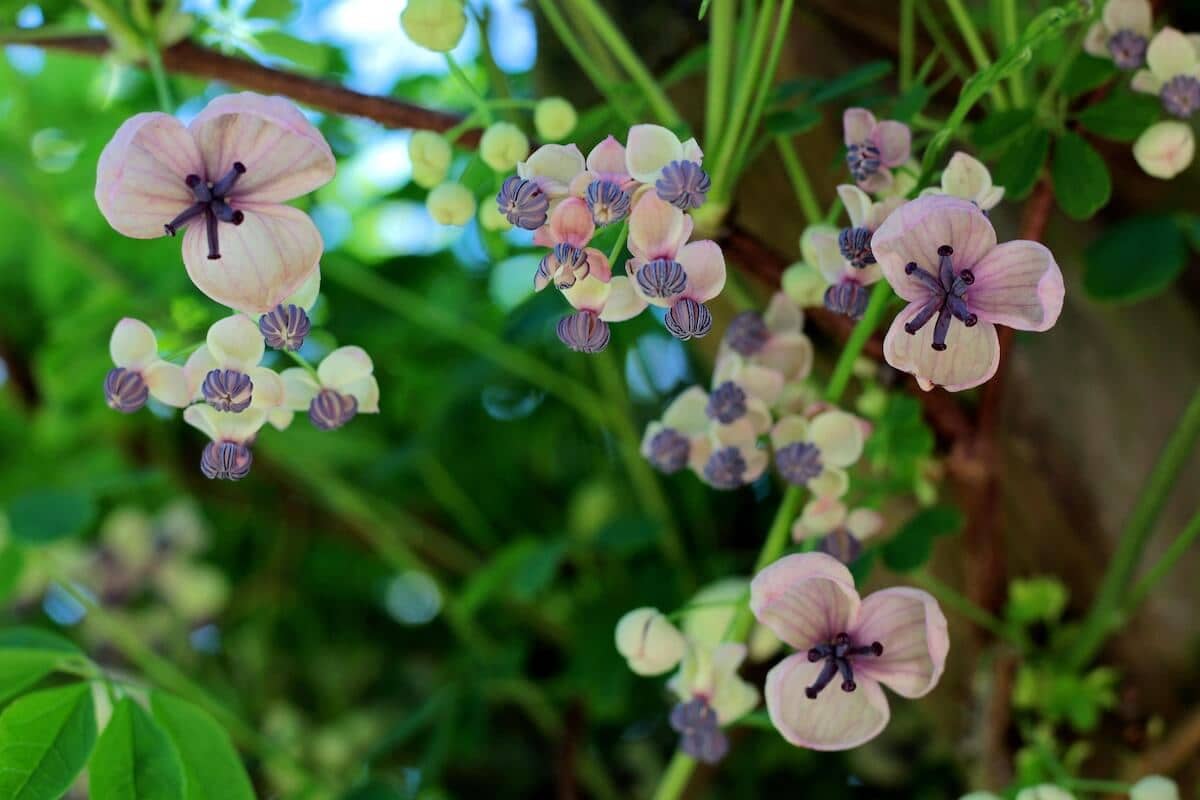 Akebia quinata Cream Form Flowers Close Up Image Akebia quinata Cream Form Flowers Close Up Image