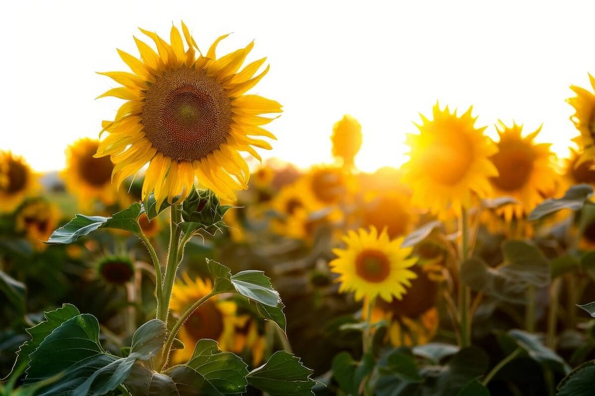 Blooming Sunflowers with Sunset Background Blooming Sunflowers with Sunset Background