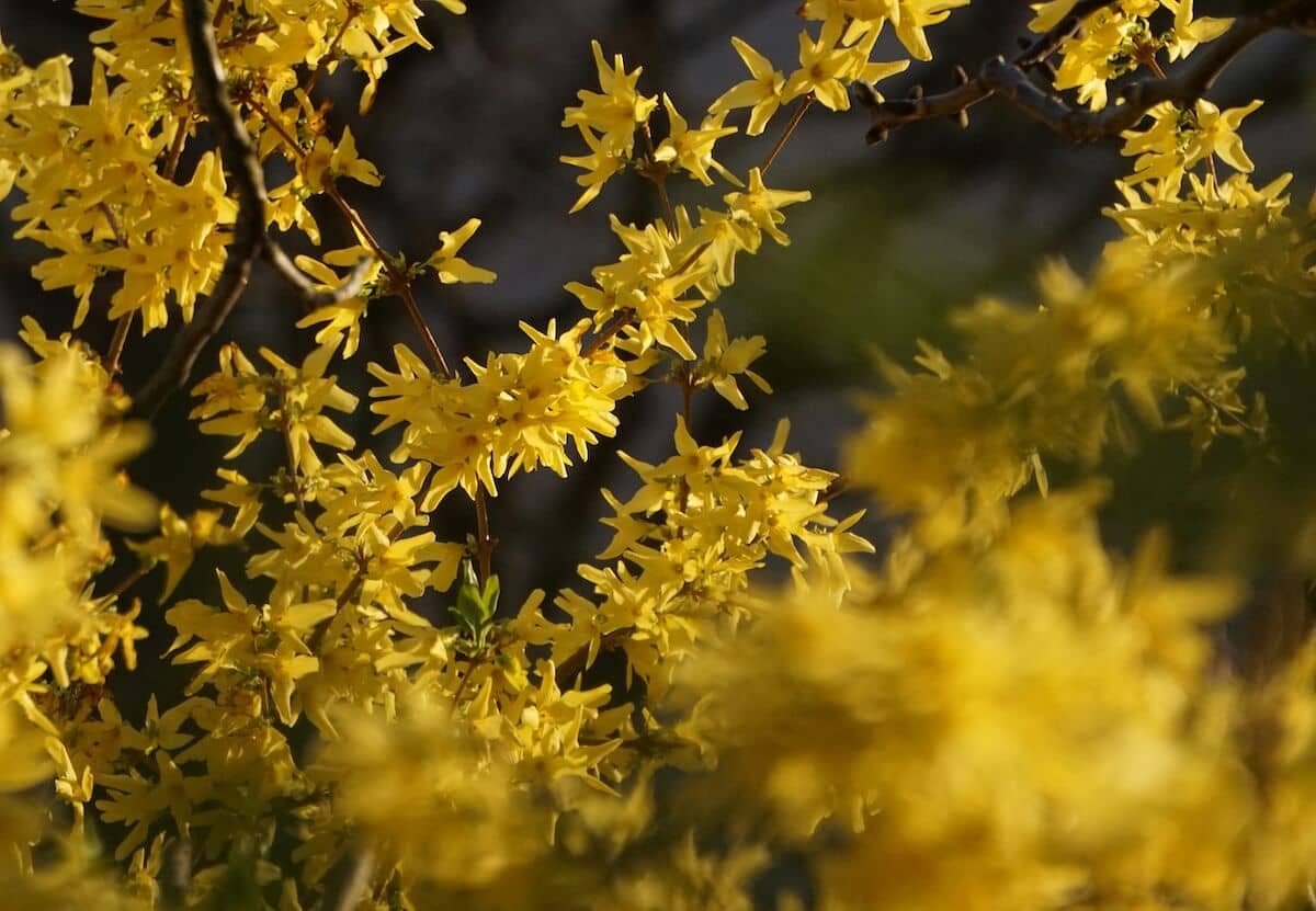 Forsythia in Flower