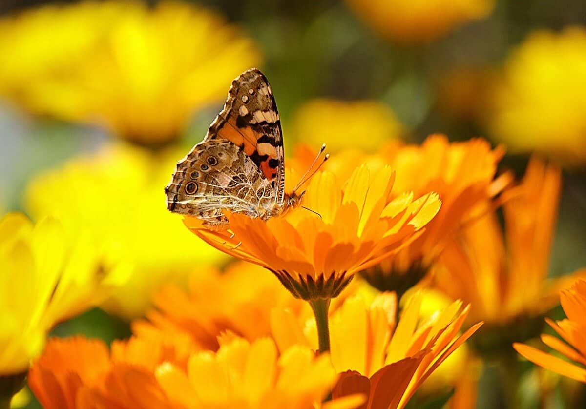 Calendula with Butterfly