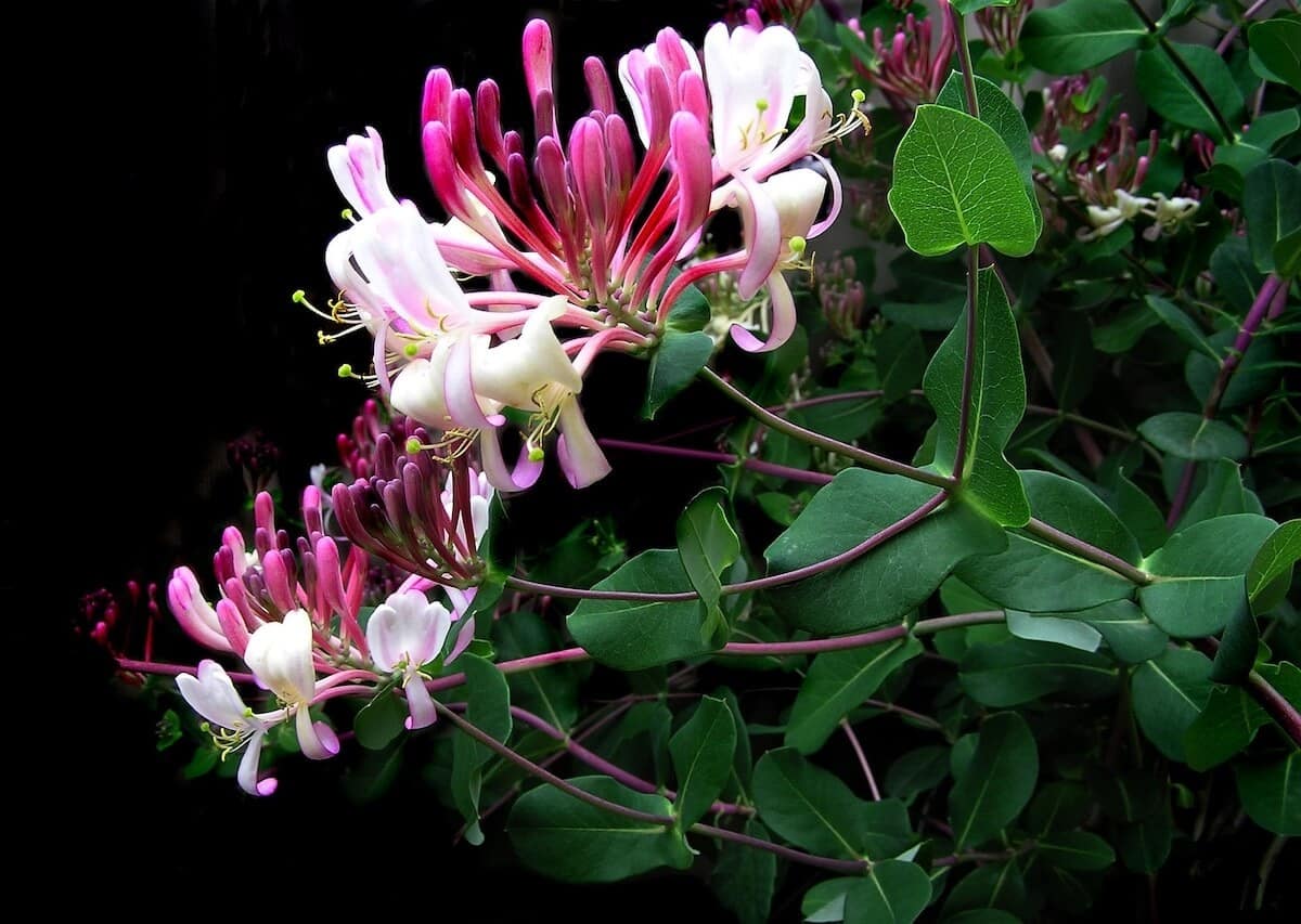 Lonicera Belgica Flowering