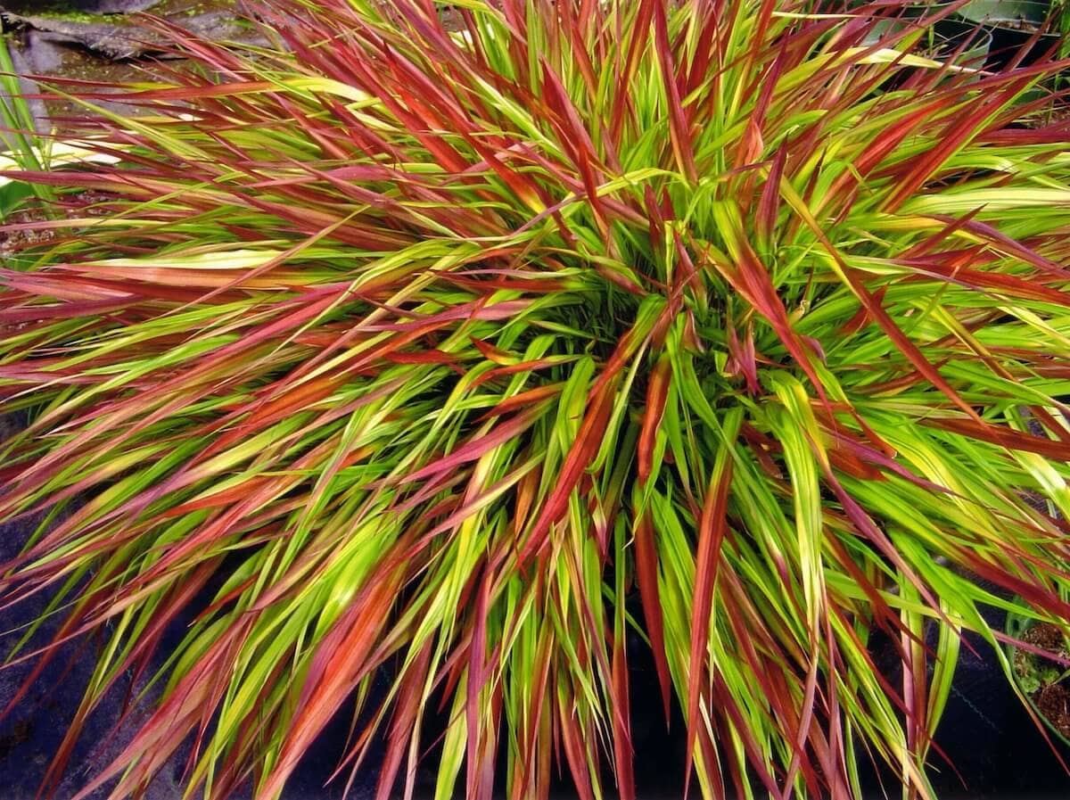Hakonechloa macra Mulled Wine Hakonechloa Mulled Wine