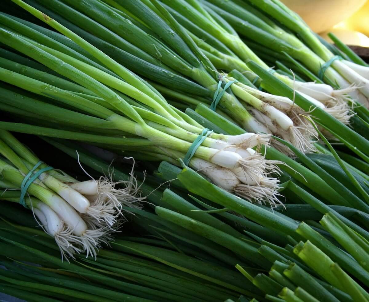 Spring Onion