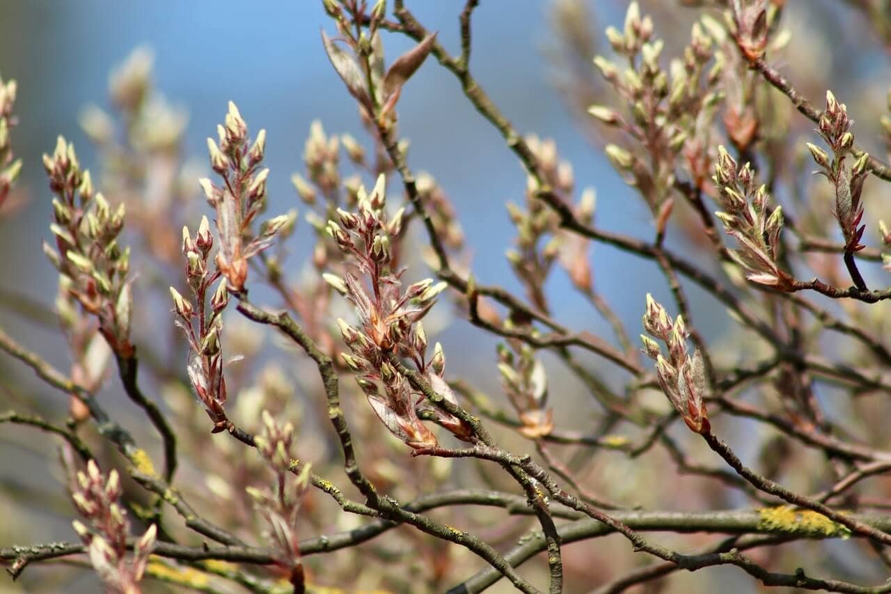 Amelancher canadensis Flower Buds Opening Amelancher canadensis