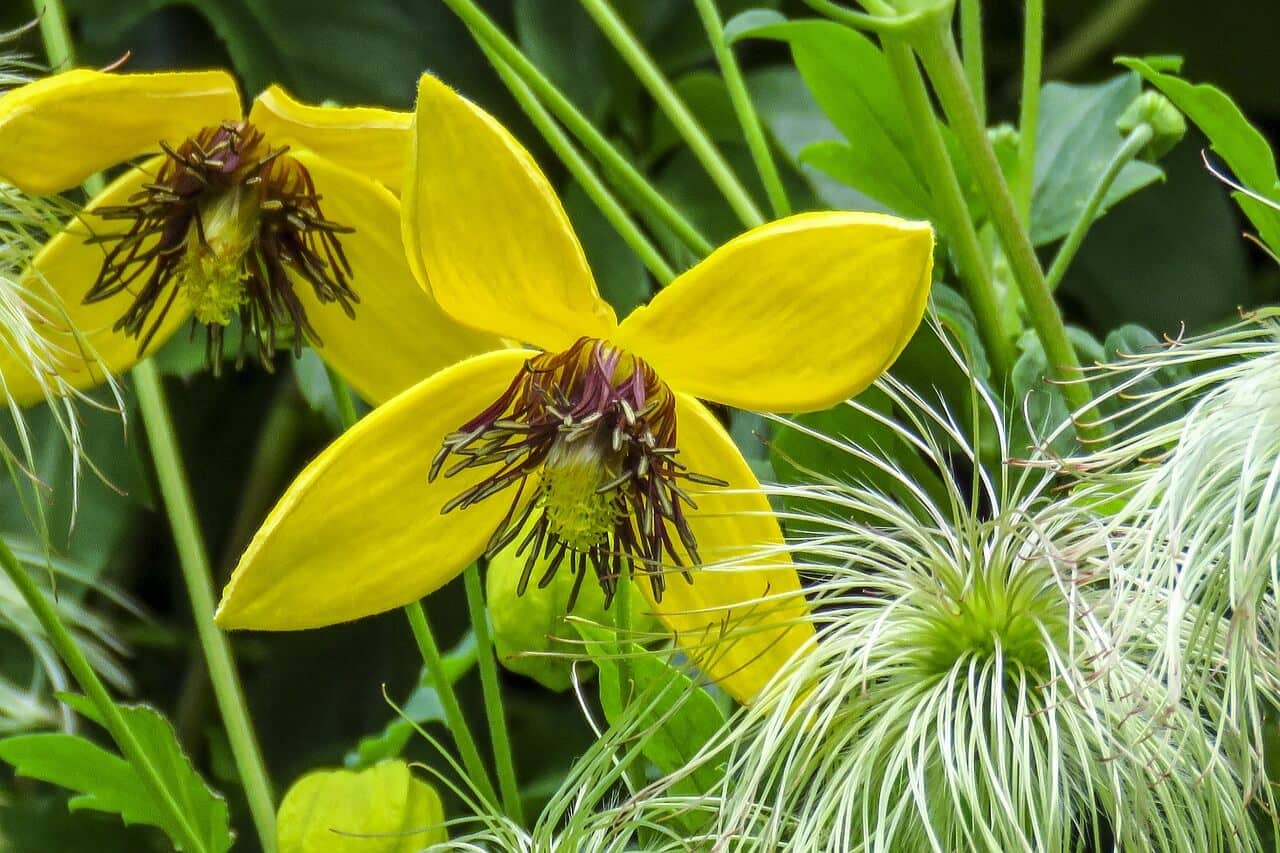 Clematis Bill Mackenzie