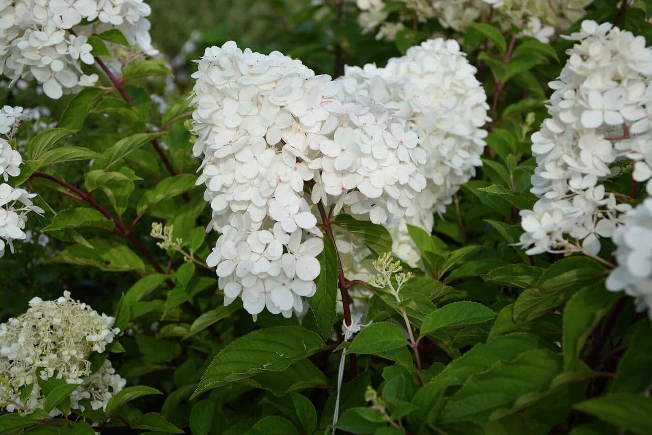 hydrangea paniculata White Flowers