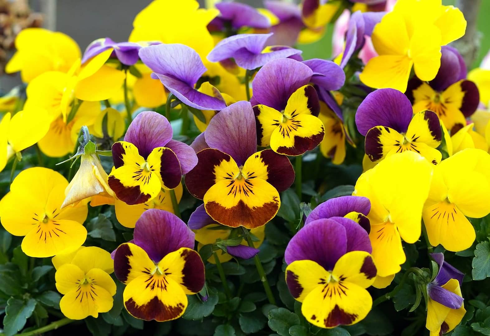 Winter Flowering Pansies