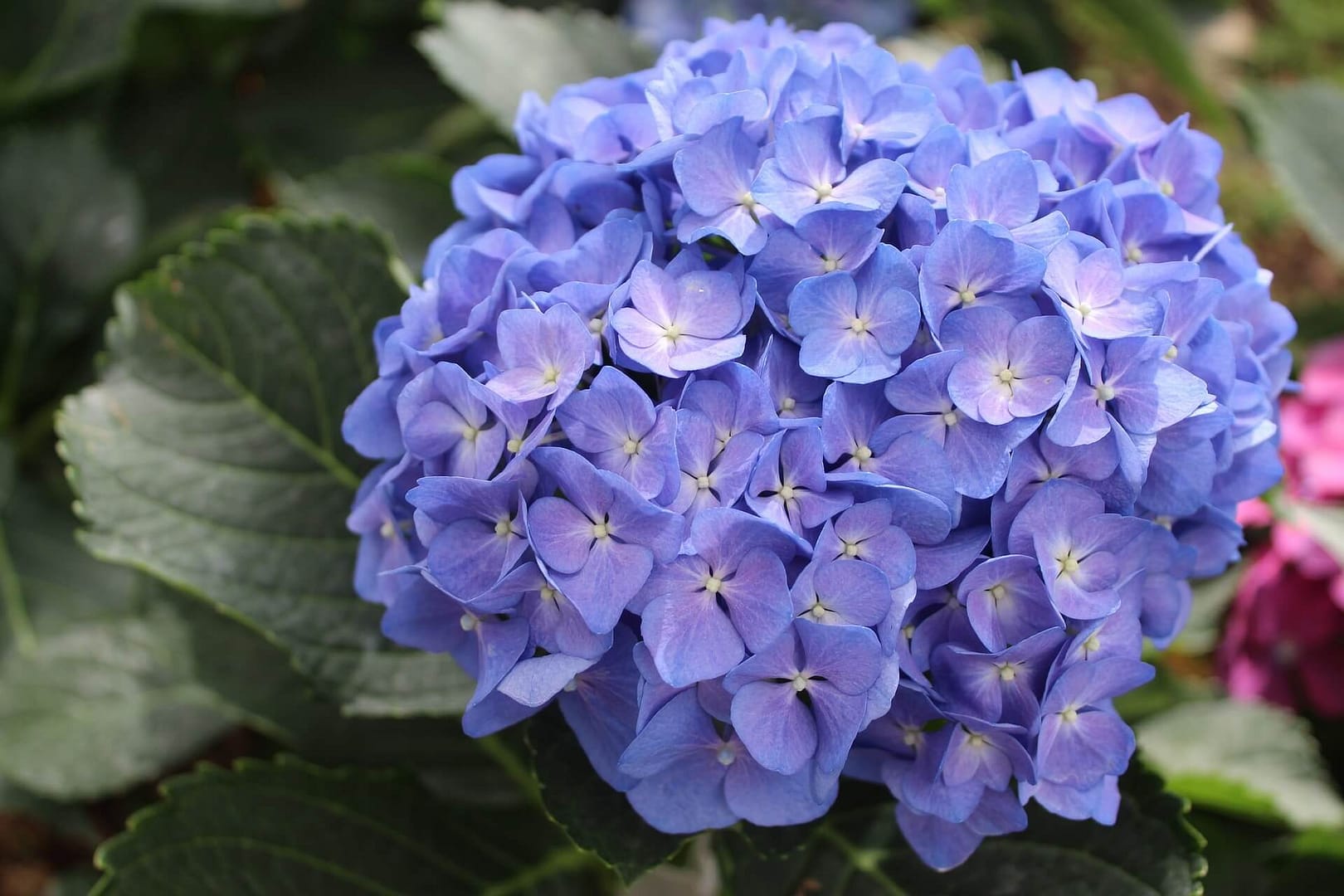 Hydrangea macrophylla Blue Flower Close Up