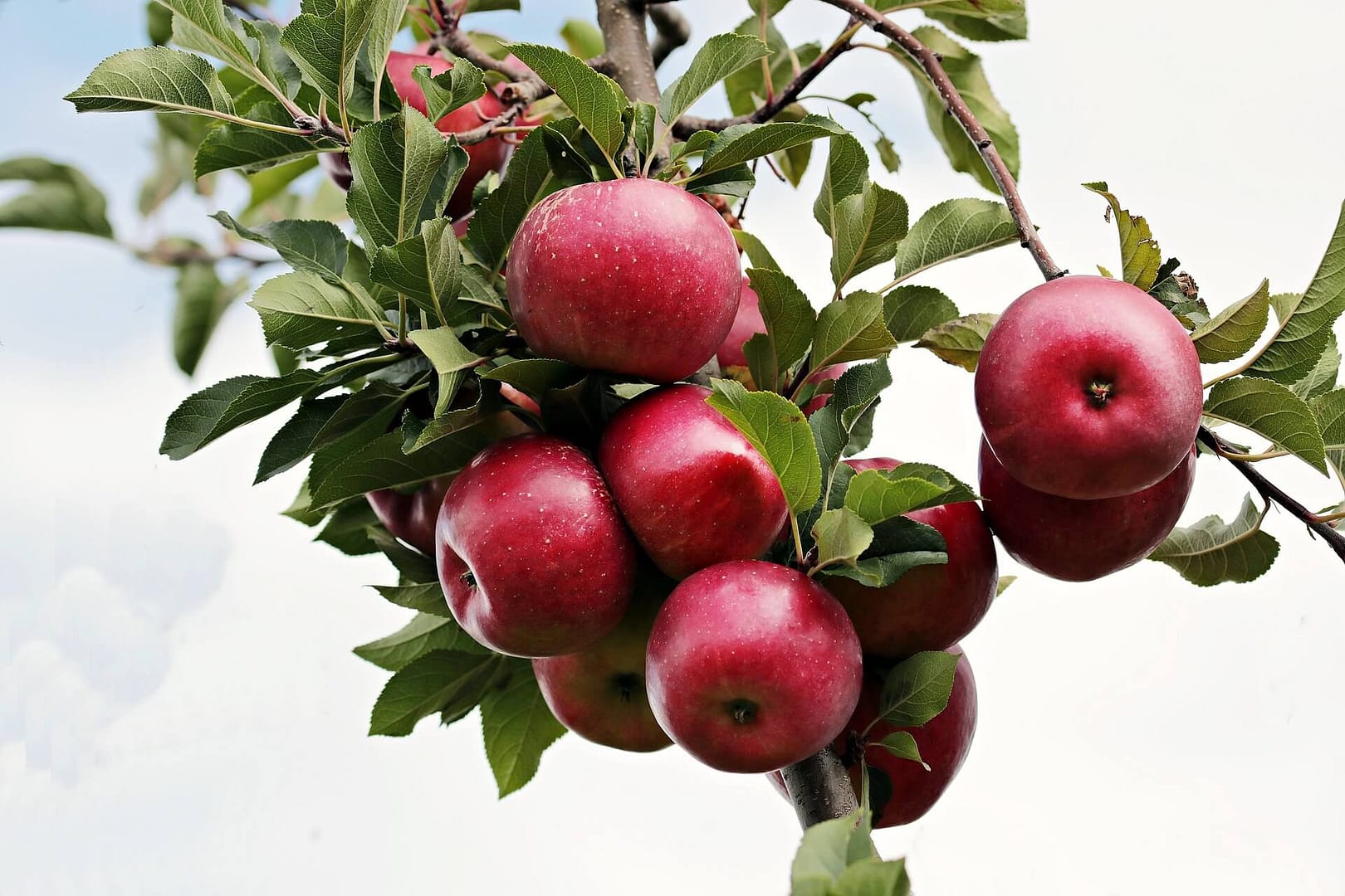 Apple Queen Cox Apples Ripening on the Tree Apple Queen Cox Apples Ripening on the Tree