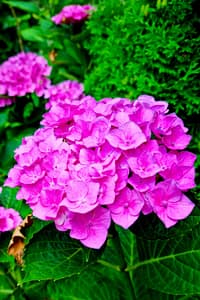 Hydrangea macrophylla – Mophead Hydrangea