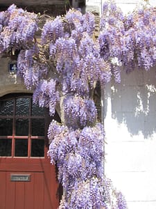 Wisteria sinensis