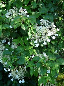 Hydrangea petiolaris