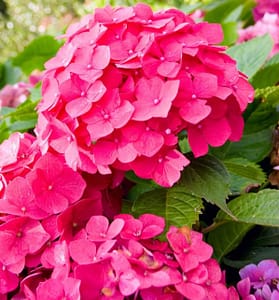 Hydrangeas – Hortensia