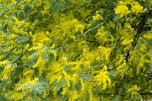 Acacia dealbata – Mimosa