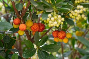 Arbutus unedo – Strawberry Tree
