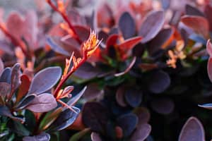 Berberis thunbergii Atropurpurea