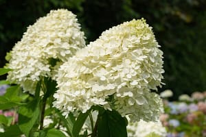 Hydrangea paniculata Limelight