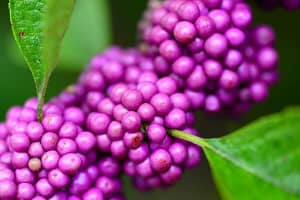 Callicarpa bodinieri Profusion
