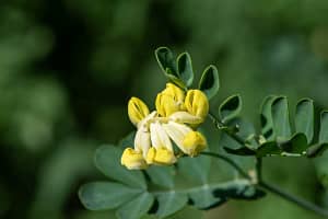 Coronilla glauca Citrina