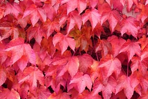 Parthenocissus tricuspidata – Boston Ivy