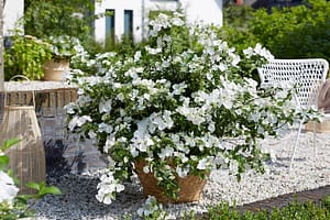 Hydrangea Runaway Bride