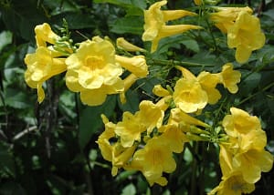 Campsis radicans Yellow Trumpet