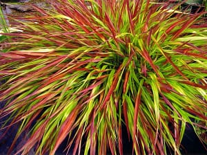 Hakonechloa Mulled Wine