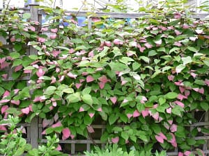 Actinidia kolomikta