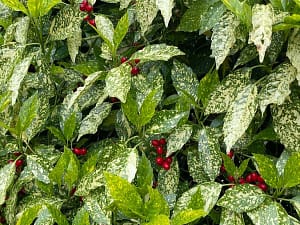 Aucuba japonica Variegata
