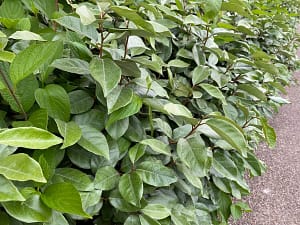 Elaeagnus x ebbingei
