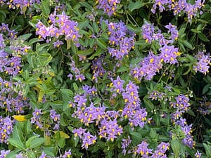 Solanum Glasnevin