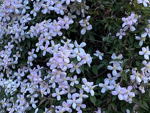 How to Grow Clematis