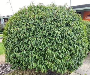 Prunus lusitanica