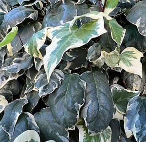 Hedera colchica Dentata Variegata