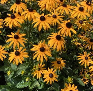 Rudbeckia fulgida Goldsturm