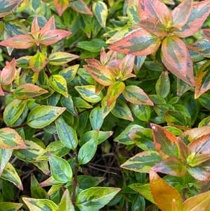 Abelia Kaleidoscope