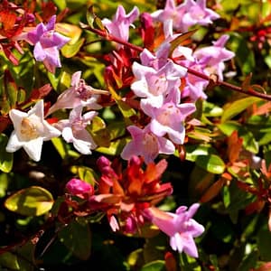 Abelia Edward Goucher