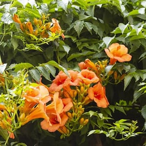 Campsis x tagliabuana Indian Summer
