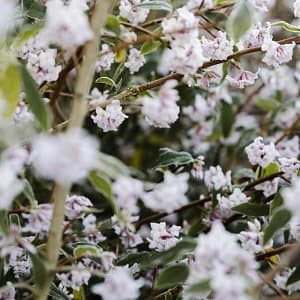 Daphne bholua Jacqueline Postill