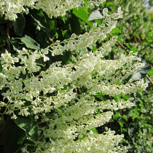 Fallopia Baldschuanica – Russian Vine